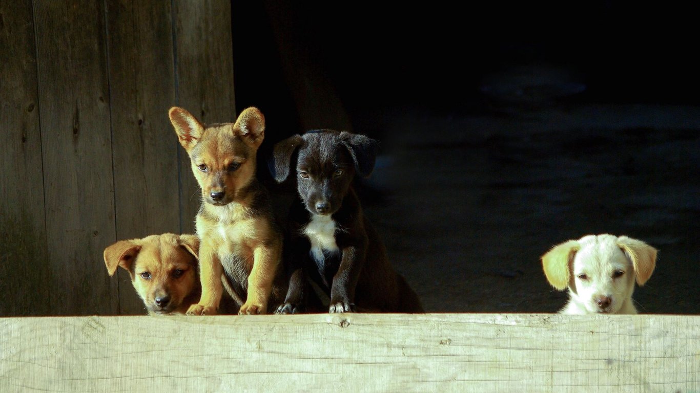 Забил пилой и топором: В Одесской области животный убил шестерых собак