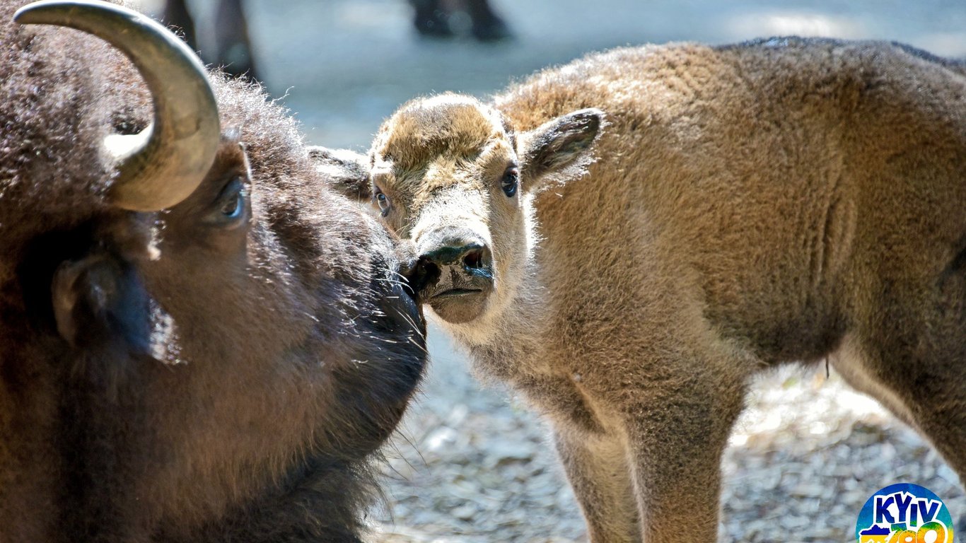 Киевский зоопарк – родились бизончики. Фото