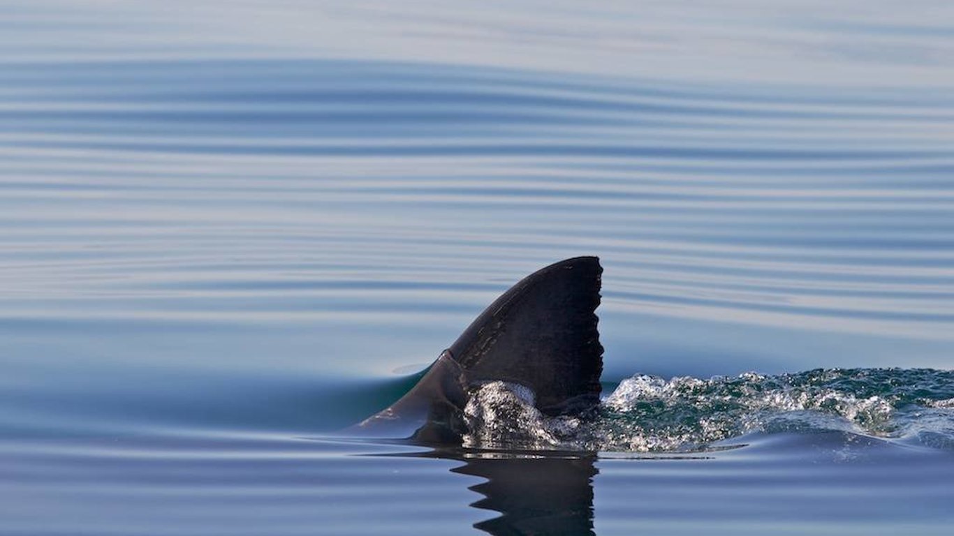 Акула Турция – в Турции отдыхающие шваброй отбивались от акулы