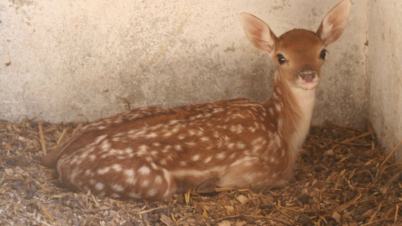 В одеському зоопарку народилися малюки європейської лані