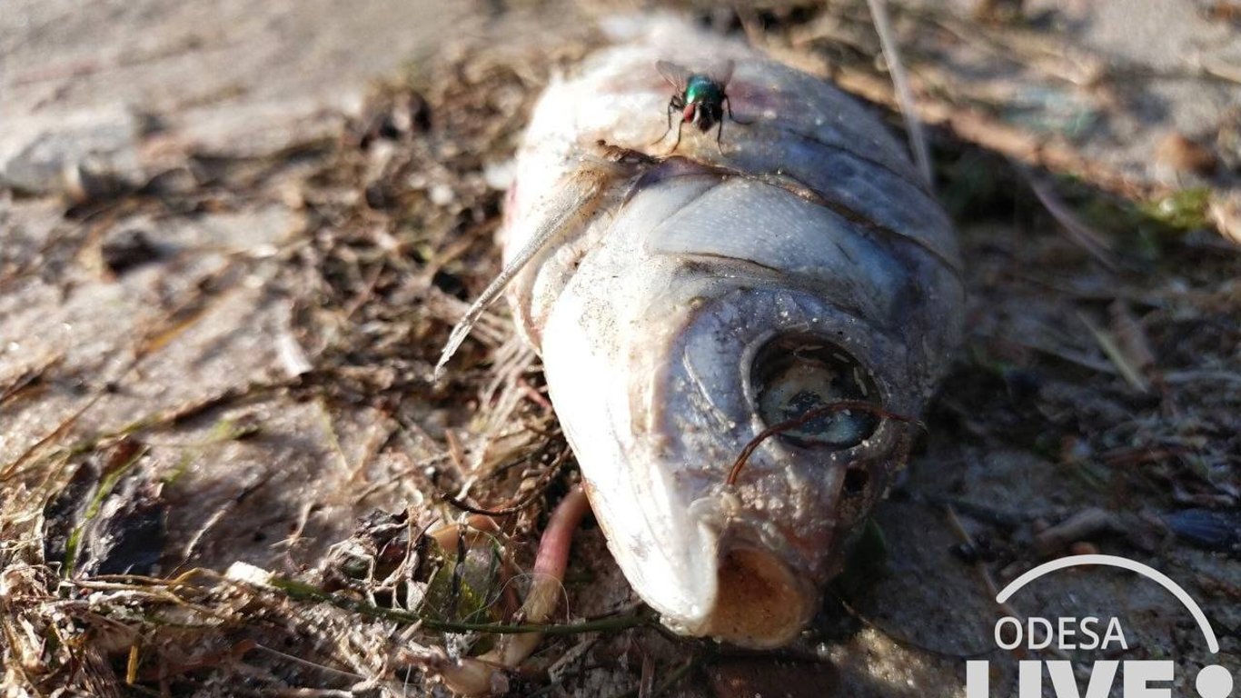 Ученые назвали новые причины массового моря рыбы в Днестровском лимане