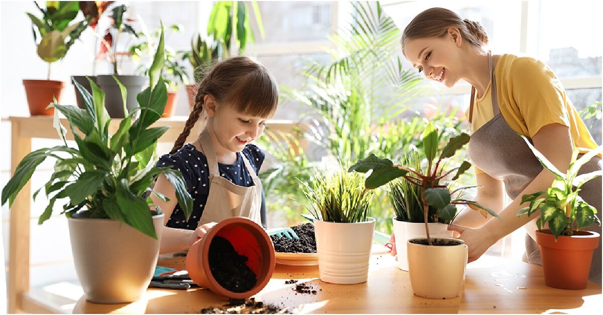 Для чого заводити рослини вдома
