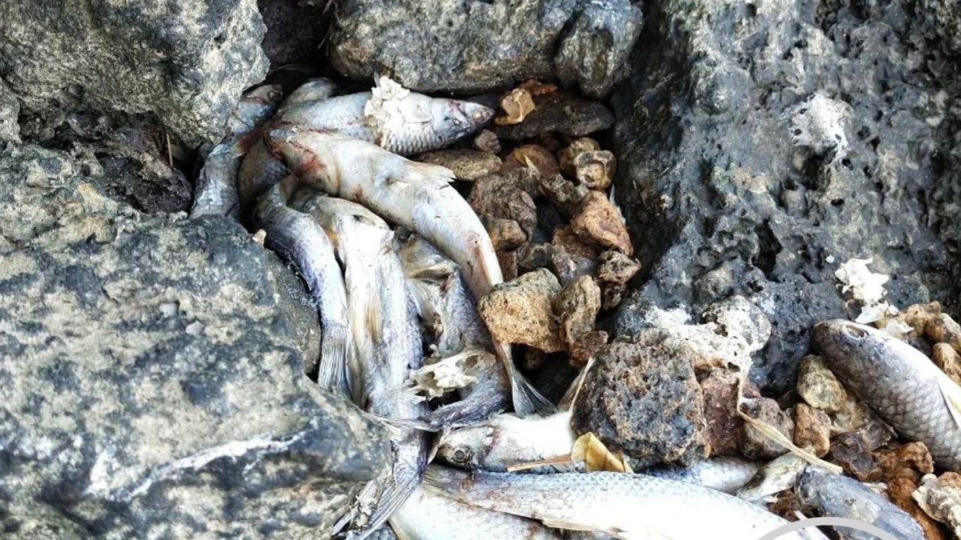 Экологи определяют причину массового замора рыбы в Хаджибее