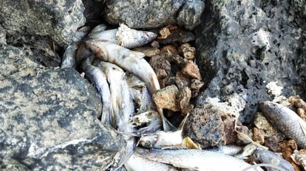 Экологи определяют причину массового замора рыбы в Хаджибее - 285x160