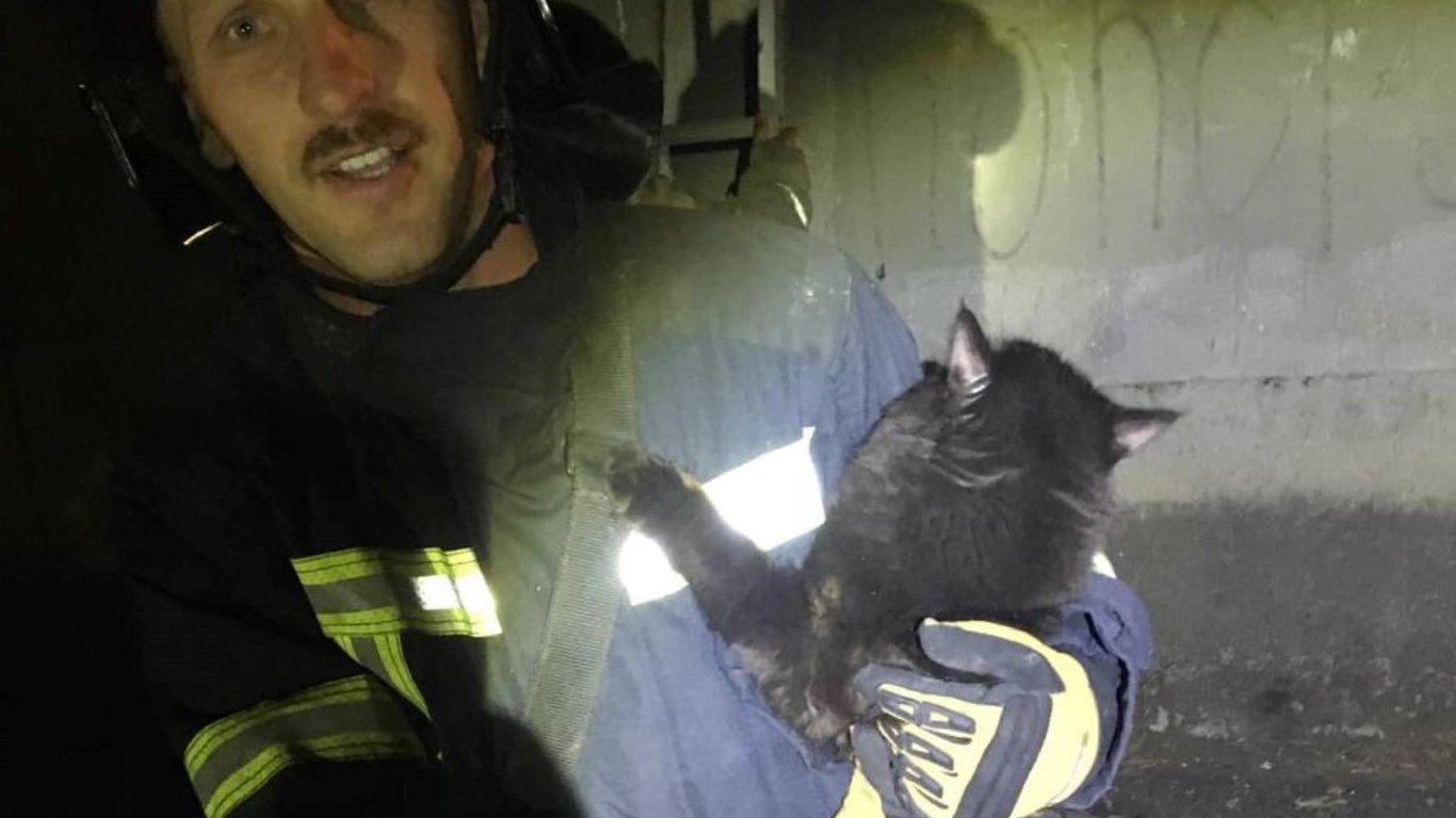 В Одесі врятували котика, який випав з вікна