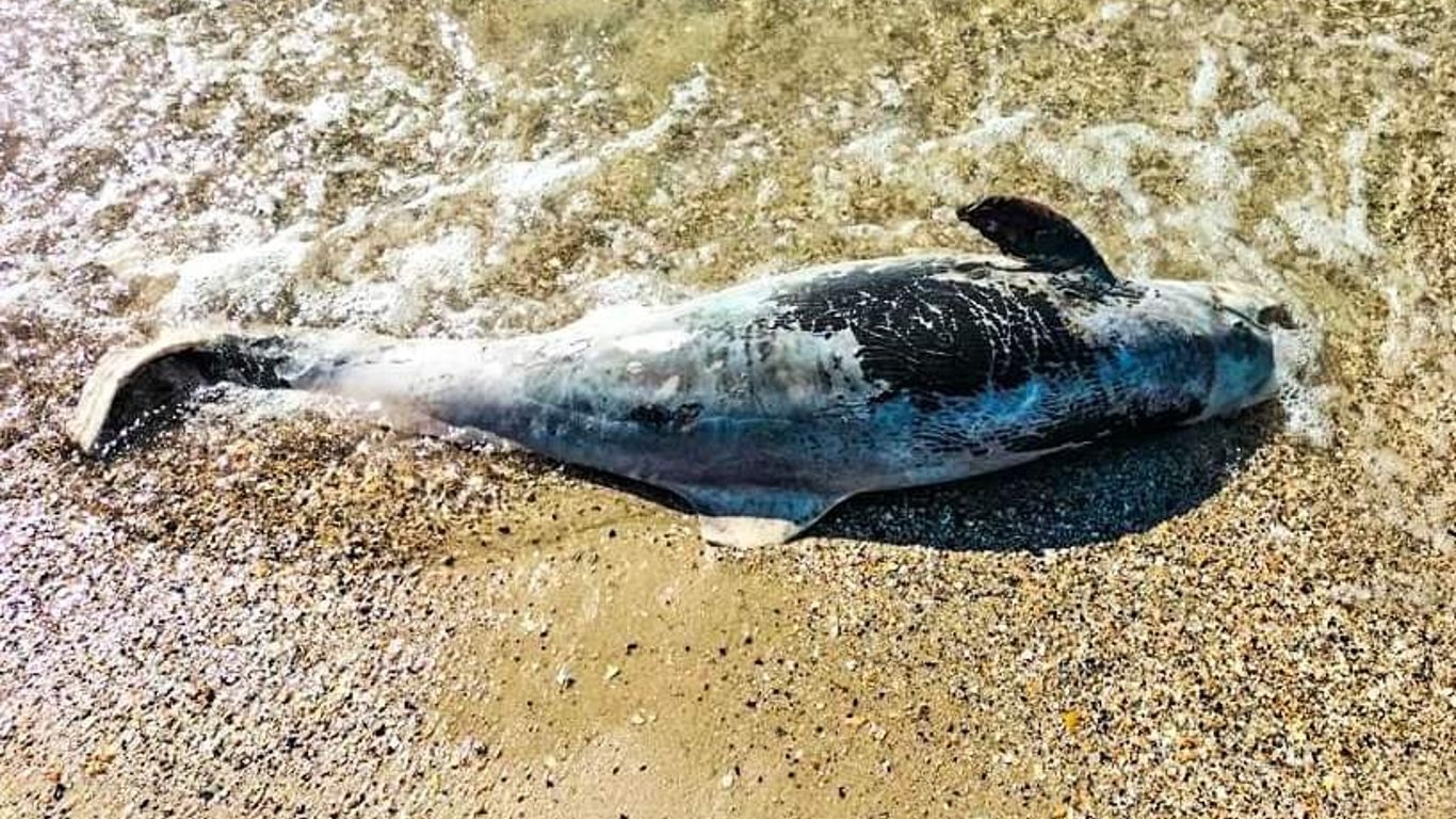 В нацпарке "Тузловские лиманы" снова погибли дельфины