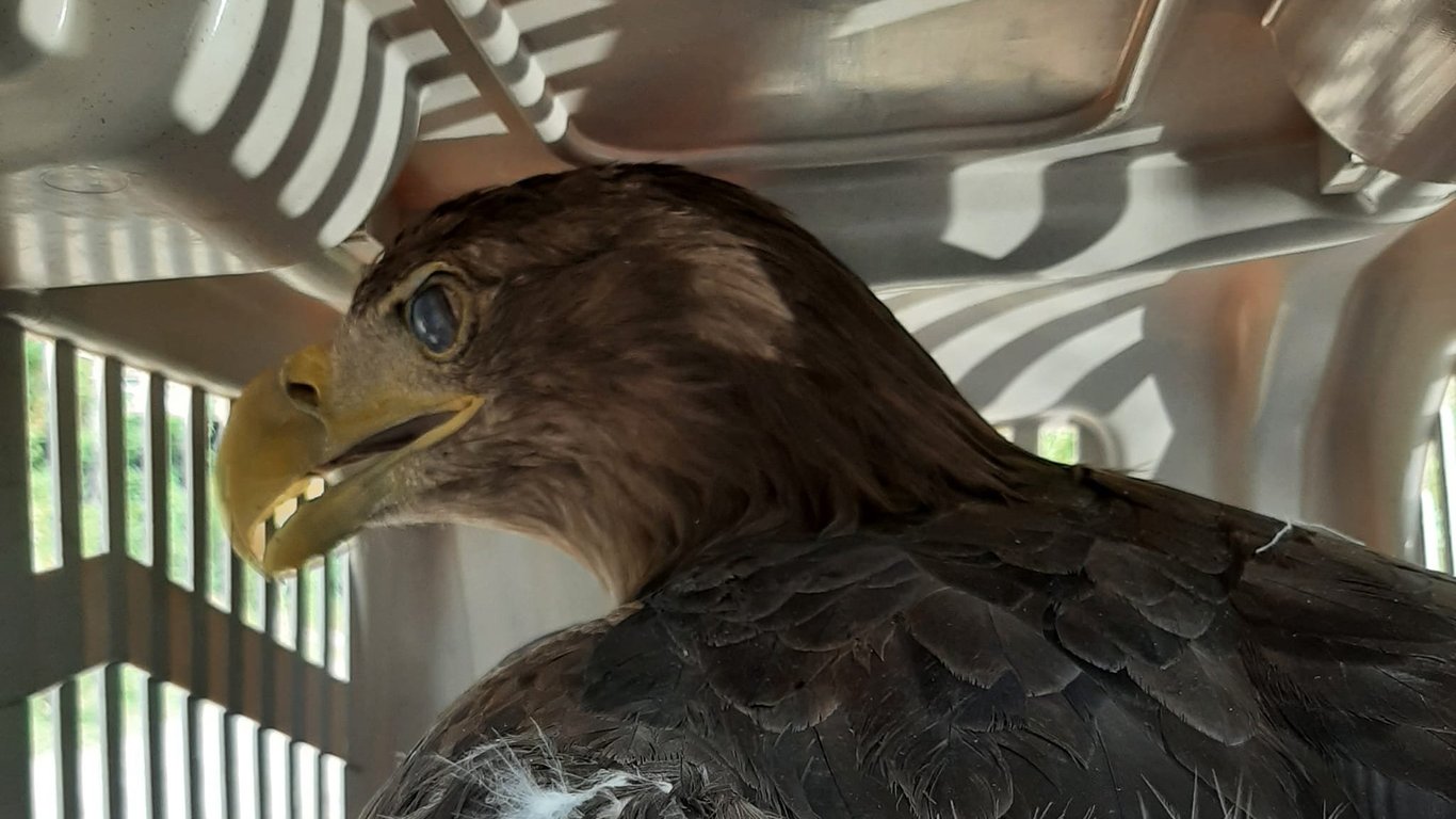 В Одесі врятували червонокнижного дикого птаха