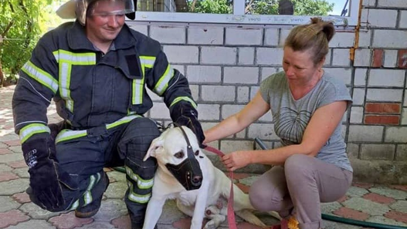 Подольские спасатели освободили собачку из ловушки