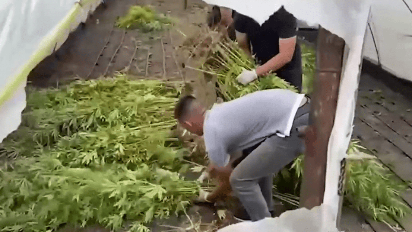 Поліція у Дніпрі викрила наркоаграрія й вилучила коноплі на 9 млн грн