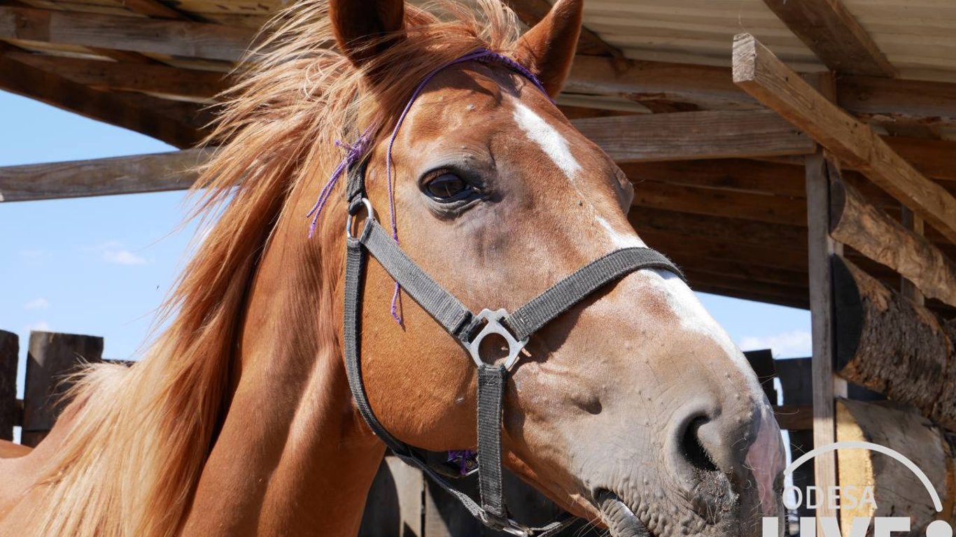 Допомога коням — історія кінного клубу в Одесі