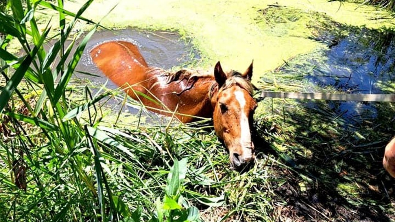 В Одесской области спасли коня из болотистой ловушки