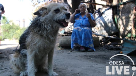 В Одесі згорів будинок зоозахисниці: двох тварин не вдалося врятувати - 285x160