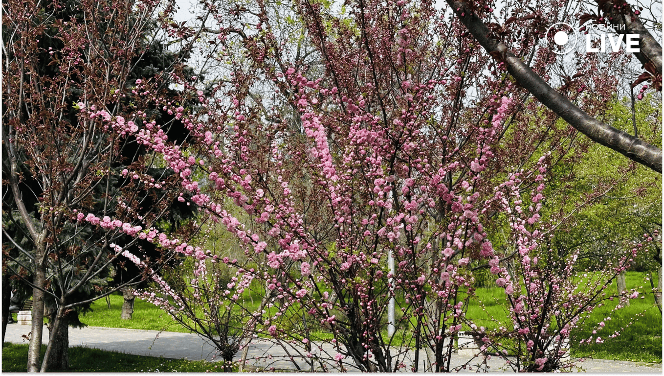 Урожай-2026 на Одещині: перші прогнози після холодної зими - фото 5