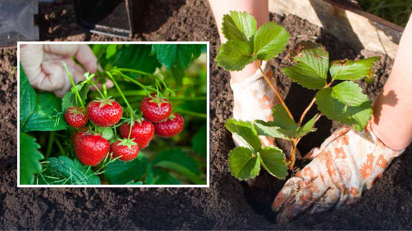 Коли та як садити полуницю навесні 2026: умови для багатого врожаю