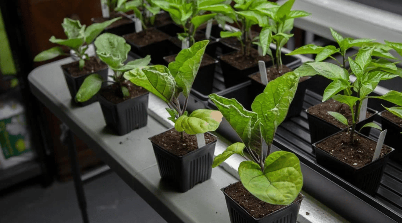 Рассада баклажанов
