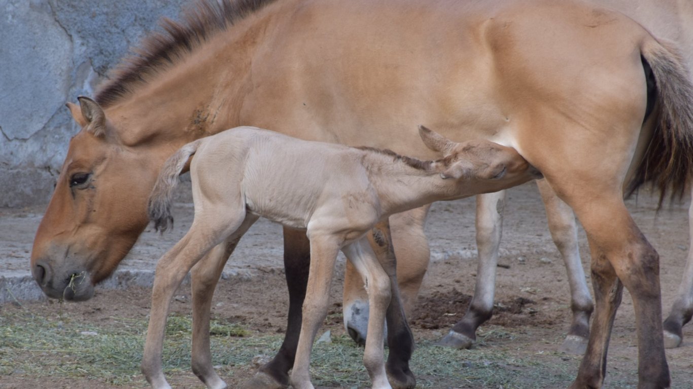 В Одеському зоопарку народився кінь Пржевальського