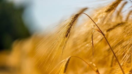 Україна планує розширити "зернову угоду" для експорту інших груп товарів - 285x160