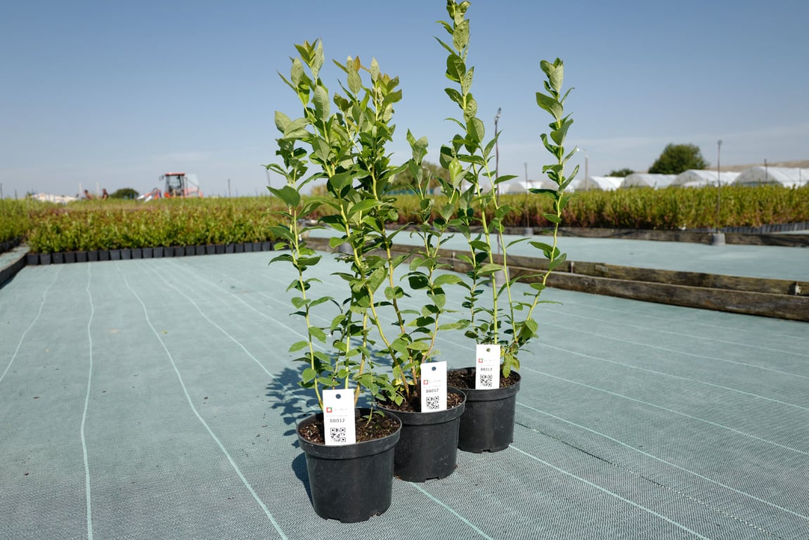 Коли садити лохину — оптимальні терміни