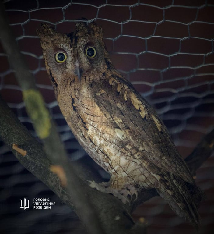 свои буданова