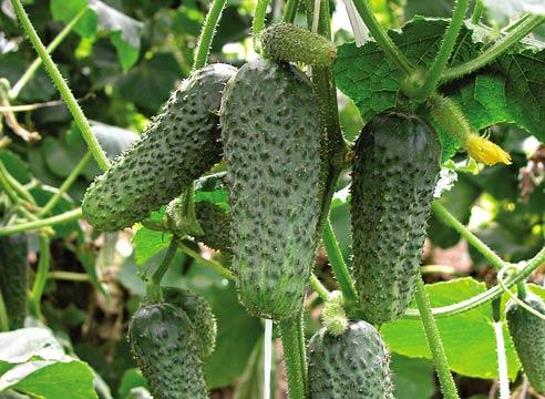 Сорт огурцов "Кустовой"