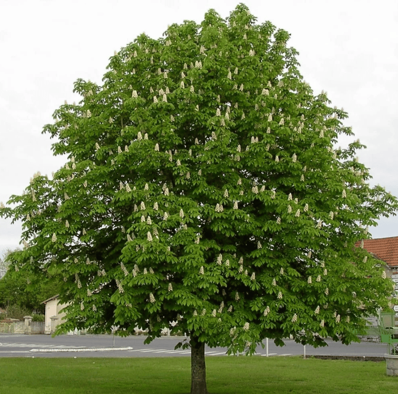 Конский каштан