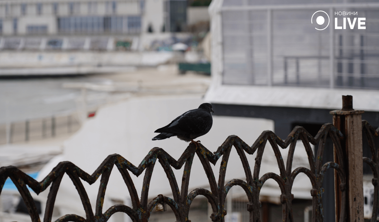У владі хвиль і вітру — шторм в Одесі очима фотографа Новини.LIVE - фото 4