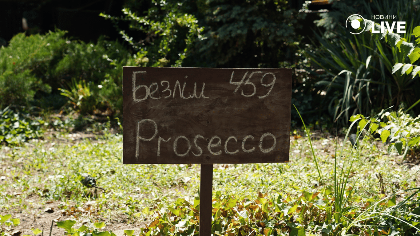 Акційна пропозиція на ігристе. Фото: Новини.LIVE