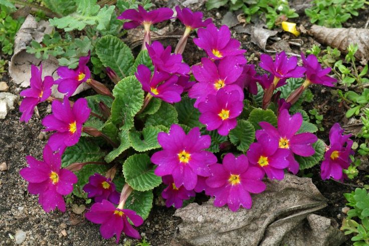 Не бояться холоду — квіти, які можна садити вже в січні - фото 1