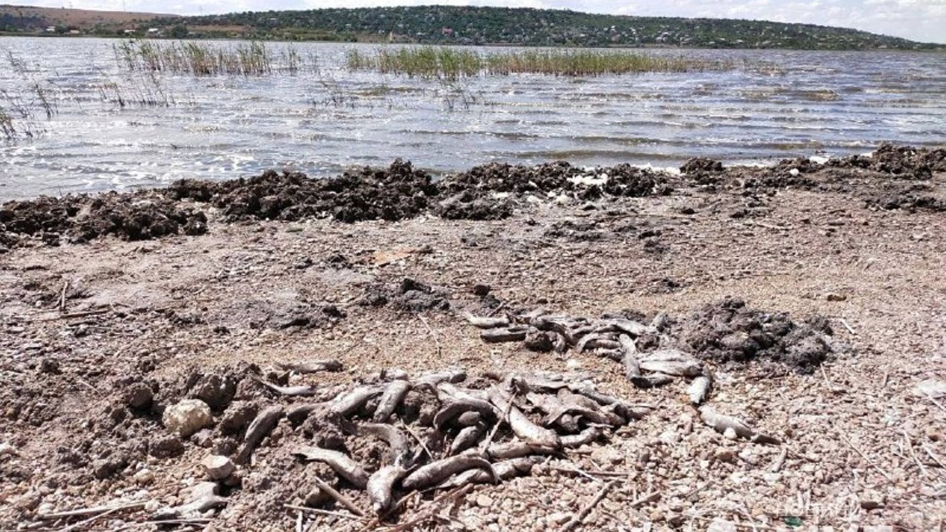 На Хаджибейском лимане продолжается массовая гибель рыбы