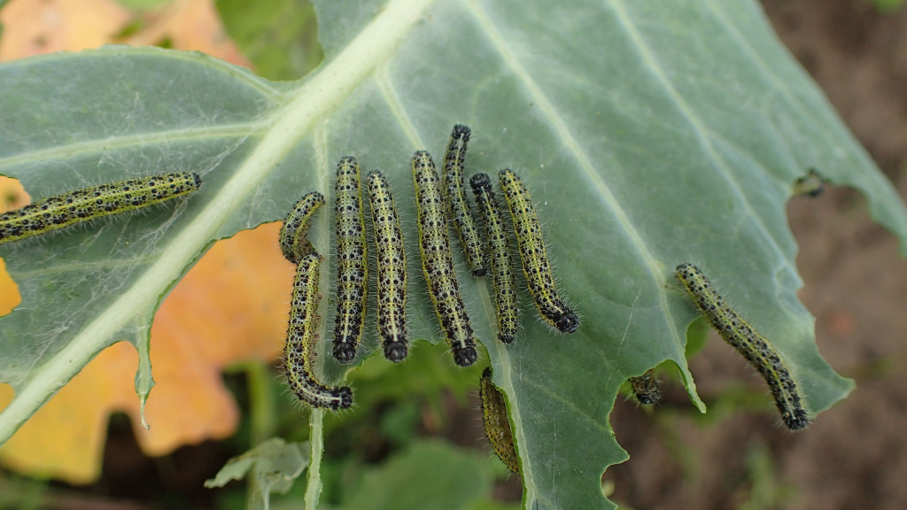 Гусеницы на листьях капусты