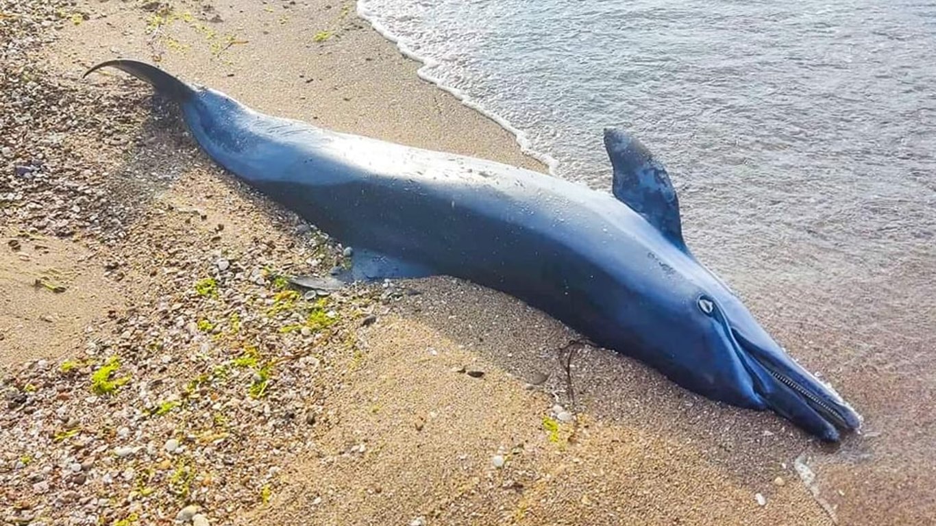 У нацпарку "Тузлівські лимани" знов загинули дельфіни