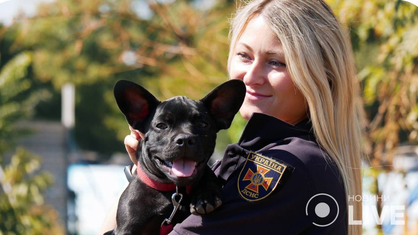 Четвероногий доброволец: пес Мажор, который сам вызвался быть спасателем, начал тренировку