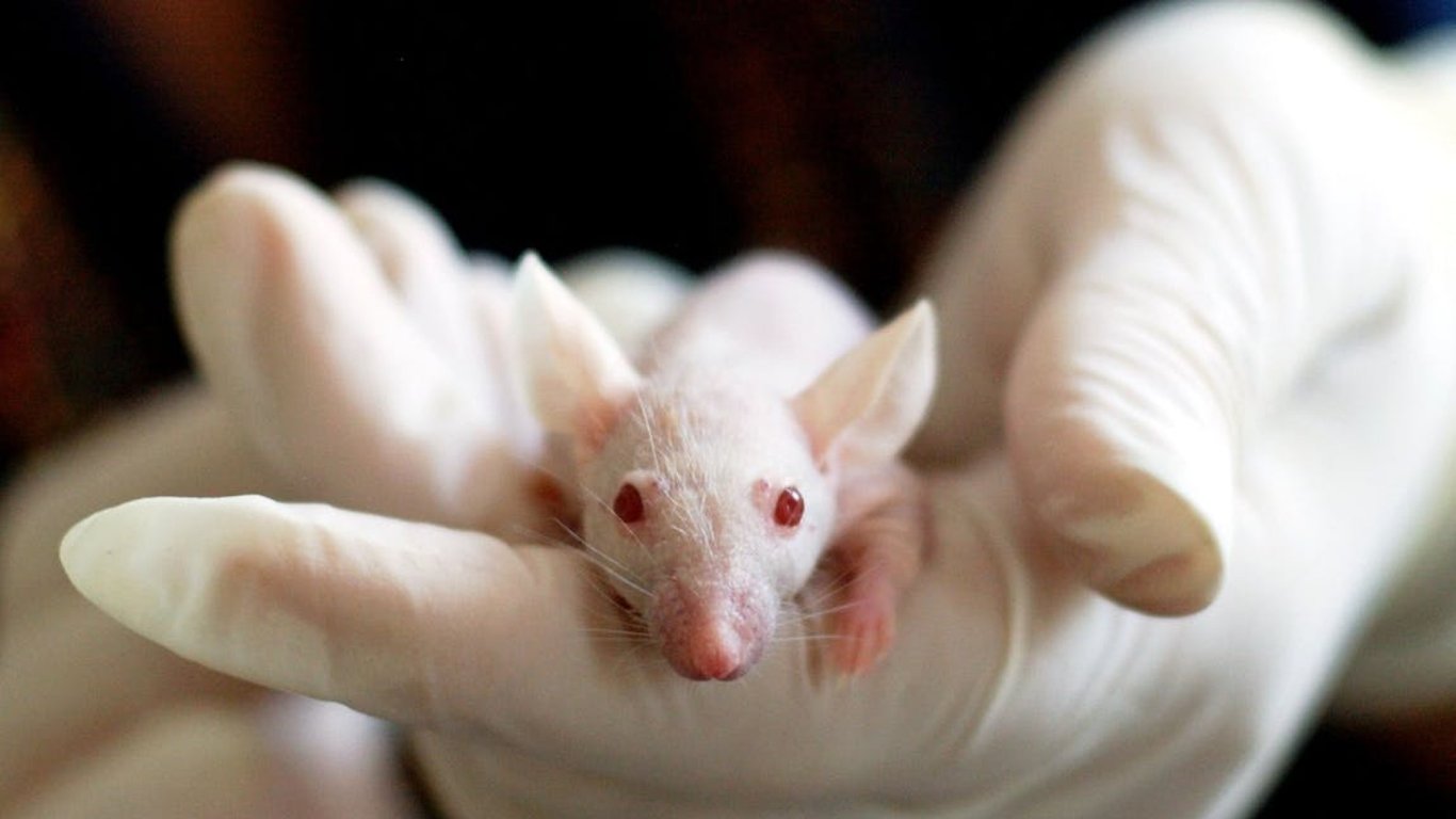 Ученые щекотали крыс и сделали шокирующие выводы