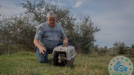 Директор Одеського зоопарку вилікував та випустив на волю врятованого єнотоподібного собаку - 285x160