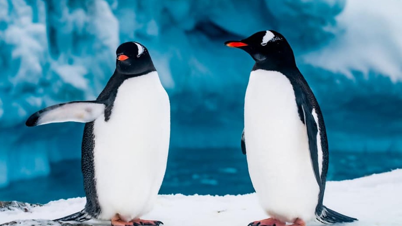 На станцию Академика Вернадского возвращаются пингвины и строят гнезда