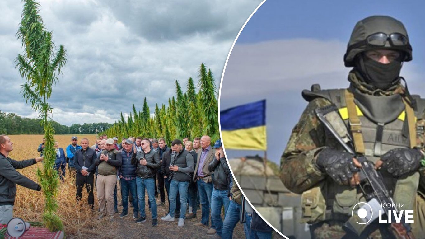 В Украине вывели сорт конопли для создания бронежилетов