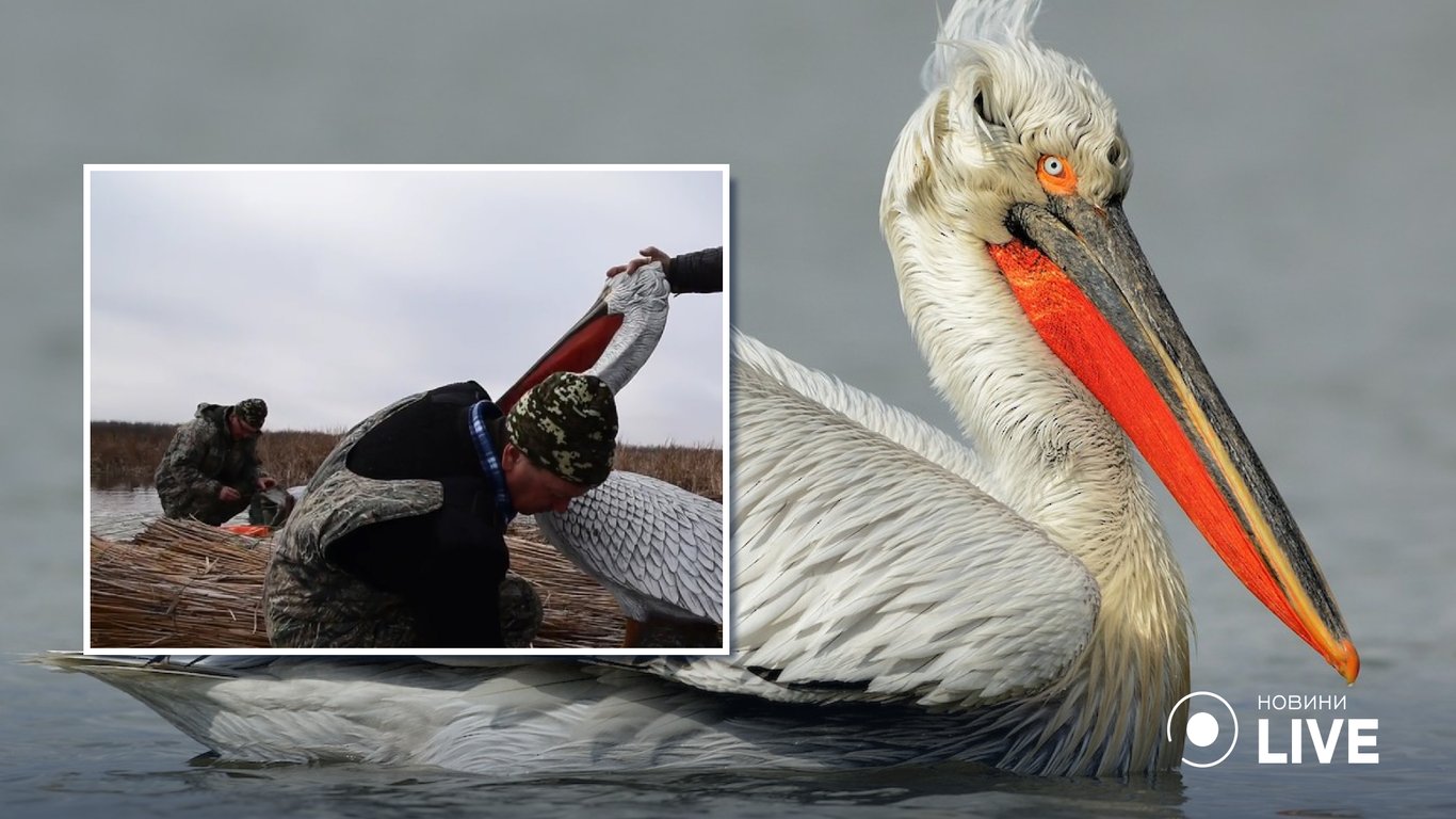 Из-за войны на Одесчине не могут проверить гнездовые платформы краснокнижных пеликанов