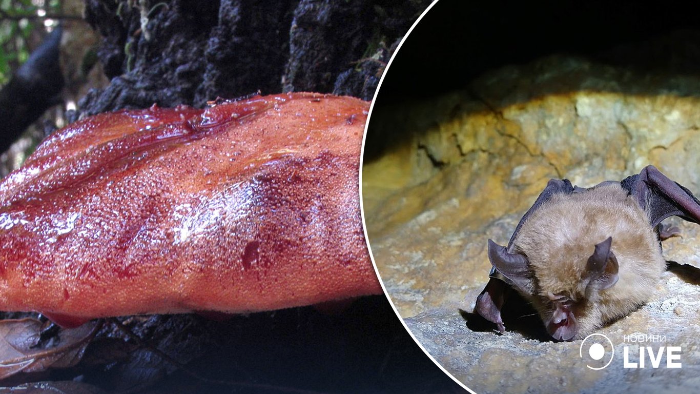 Летучие мыши-дракулы и кровавые грибы: какие странные существа встречаются в лесах Британии