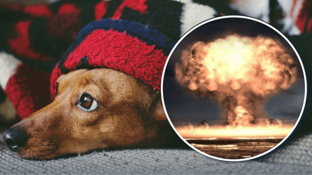 Як допомогти своїм тваринам у випадку ядерного удару - 285x160