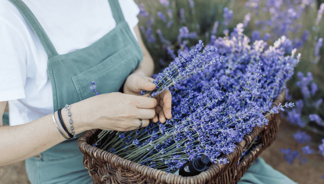 Сбор лаванды