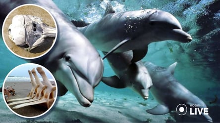 Война убивает природу: в нацпарке "Тузловские лиманы" снова погибли дельфины - 285x160
