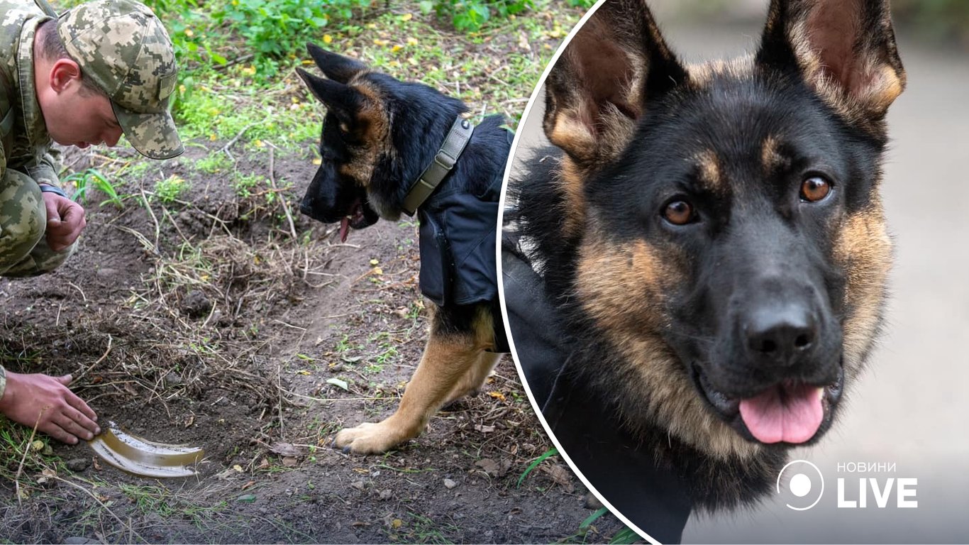 В Одессе служебных собак пограничников одели в голландские бронежилеты
