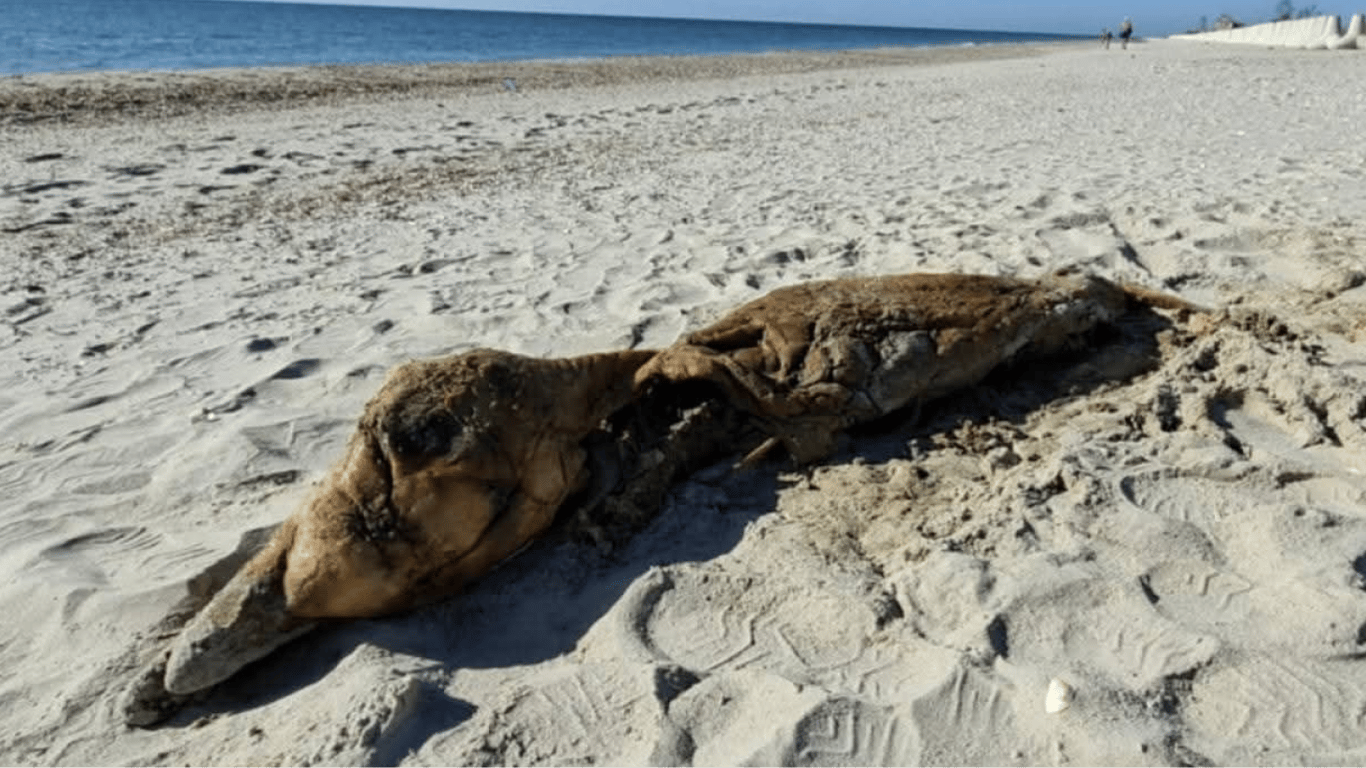 Росіяни вбивають дельфінів у Чорному морі