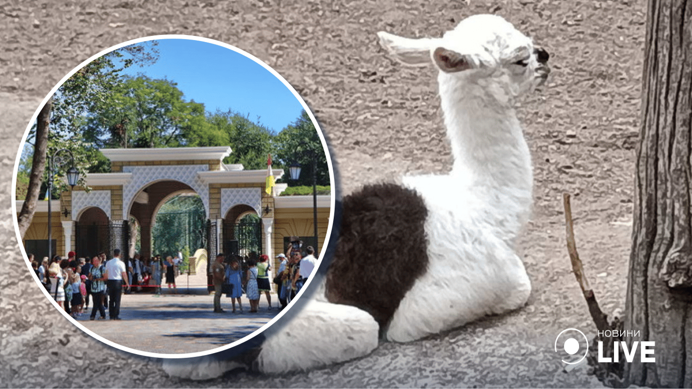 В Одеському зоопарку поповнення в сімействі лам