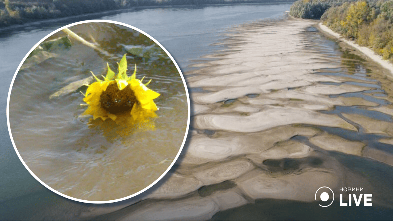На Одесчине уровень воды в Дунае наконец-то начал подниматься: подсолнечники ушли под воду