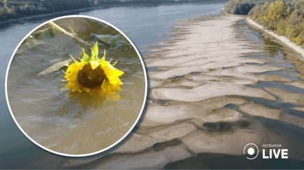На Одещині рівень води у Дунаї нарешті почав підійматися: соняшники пішли під воду - 285x160