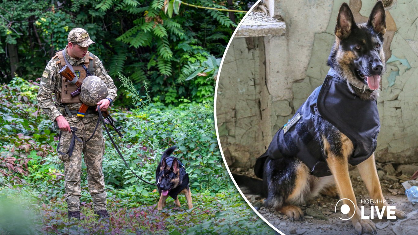 Одесские кинологи-пограничники учились с собаками искать мины