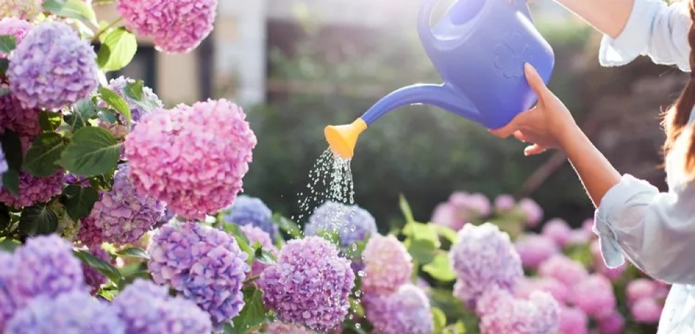 Полив гортензий