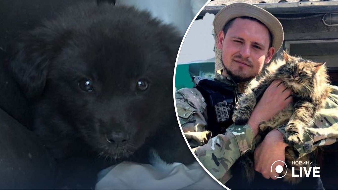 Защитил даже после смерти: в Одессе у могилы погибшего на войне зооволонтера нашли 10 щенков