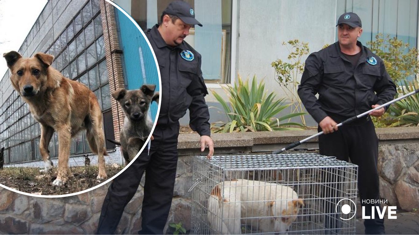 На Одещині масово стерилізують собак